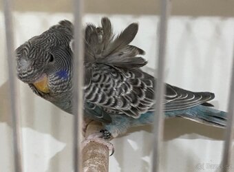 Andulka Blackface Hagoromo (helikoptéra) - 8