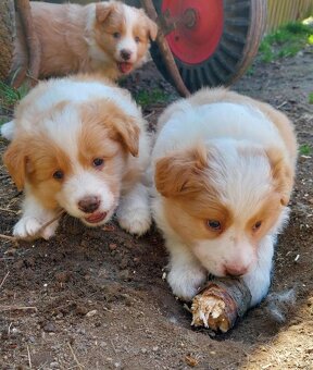 border kolie ee - red - 8