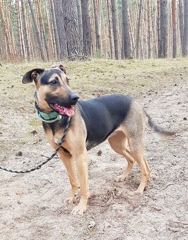 MYSTERY K ADOPCI - nejvěrnější parťačka - 8