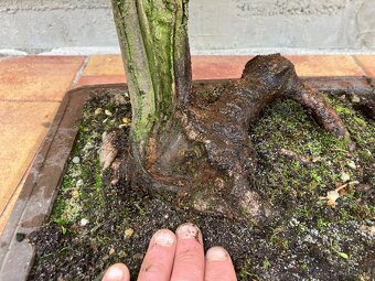 Bonsai, Bonsaj, jamadori, lípa srdčitá - 8