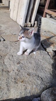 Dvě kočičí slečny hledají milující domov 🏡🐾 - 8