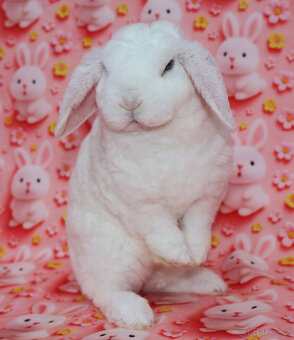 Zakrslý modrooký rex beránek , maličká samička - 8