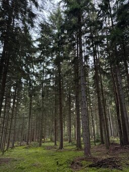 Prodám lesní pozemek v k.ú. Ločenice, p.č. 760/46 - 8