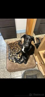 Daruji 7 měsíční štěně labradora - 8