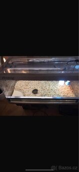 Želva suchozemská - zelenavá, vroubená - 8