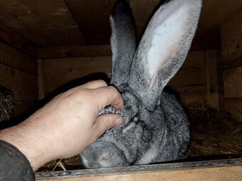 Belgický obr čin - 8