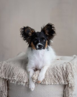Papillon s rodokmeňom - 8