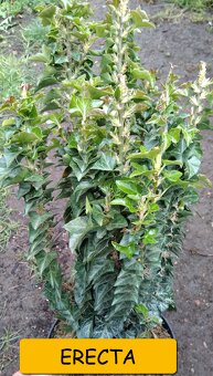 Břečťan (Hedera) - různé druhy - 8