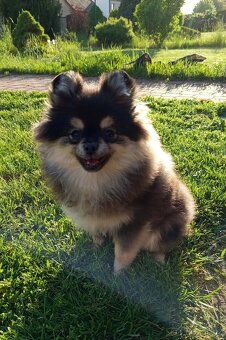 Štěňata Pomeranian s PP POSLEDNÍ 2 MAZLÍCI - 8