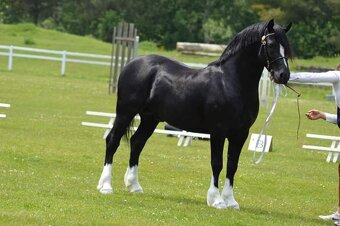 Welsh pony of cob type- připouštění - 8
