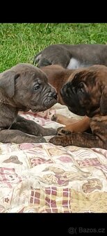 Cane Corso štěňata - 8