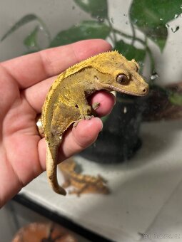 Pagekon řasnatý - 8