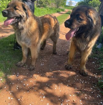 Leonberger štěňata - 8