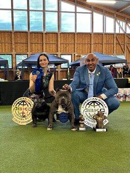 American Bully XL - Exkluzivní spojení šampionů - 8