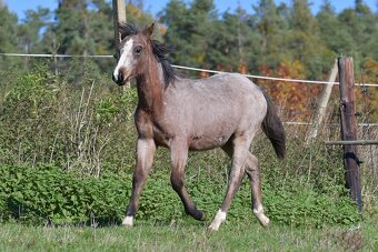 Klisnička QH s TOP cutting původem a skvělou povahou - 8