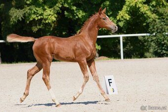 Na prodej: dvouletá klisna Holly Heart (po Heartbreak ZH) - 8