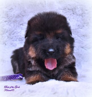 Německý Ovčák - štěňata - 8