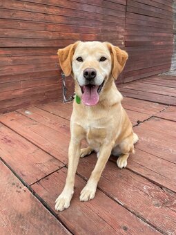 BODRIG - kastrovaný psík 5 let - 8