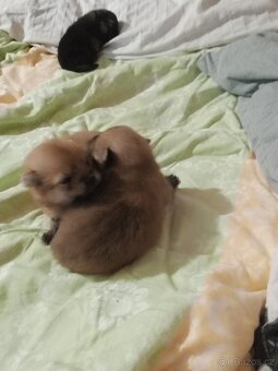 Pomeranian - 8