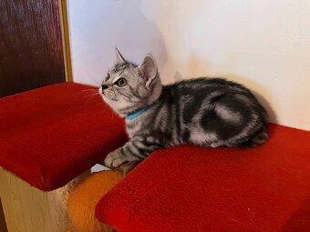 Koťátka britská Whiskas černostříbřitý mramor - 8