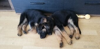 Nemecky ovčák typu Rex(štěňata) - 8
