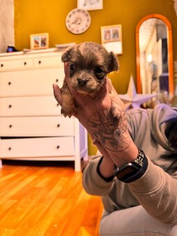 Dlouhosrstá čivava - 8