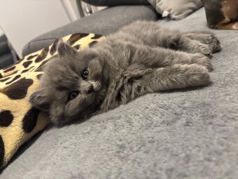 🩶Britská koťátka hledají milující domov🩶 - 8