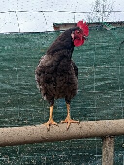 Prodám kohout 5 měsíců - 8