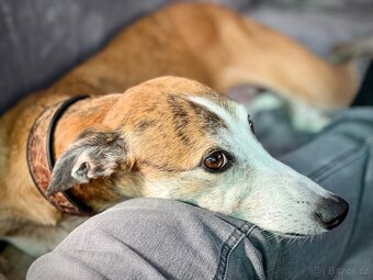 Whippet (vipet) štěňata k zadání - 8