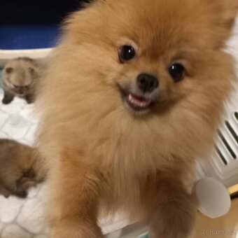 Pomeranian  - kluci - pidi - 8