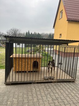 Appenzelský salašnický pes s PP - 8
