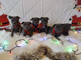 Stafordšírský bulteriér - 8