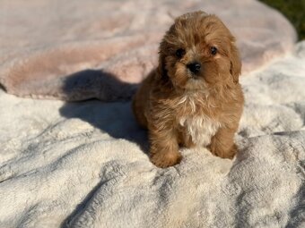Maltipoo - 8