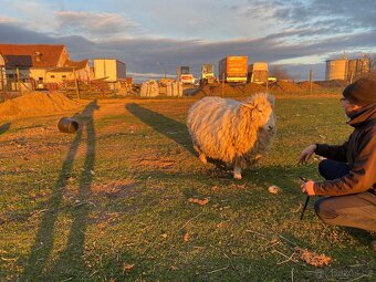 Romney Marsch Kent - 8