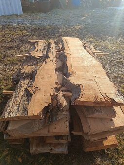 Fošny akátu 55-50mm na epoxid - 8