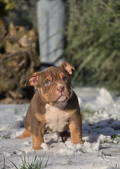 American Bully štandard - 8