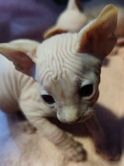 Kanadský sphynx - 8