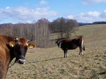 Jalovice 100% Jersey - 8