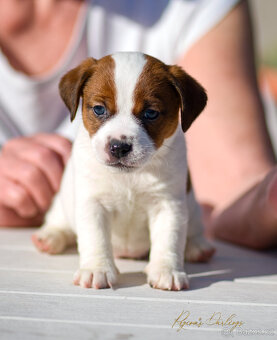 Jack Russell teriér s průkazem původu -PEJSEK - 8