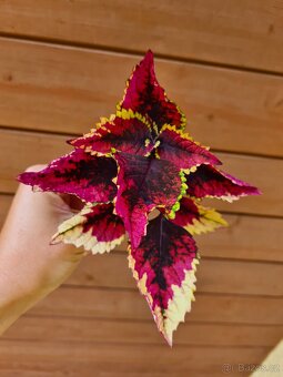 Africké okrasné kopřivy - SEMENA - Coleus - 8