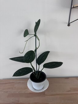 Monstera karstenianum 'Peru' - 8