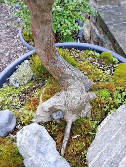 Javor mléč (Acer platanoides) bonsai - 8