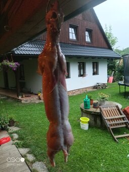 Králičí bio maso - 8