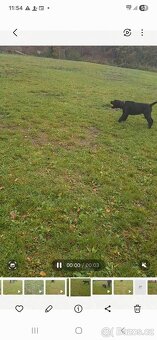 Knírač velký černý s PP - 8