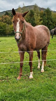 3l kobylka mix Qh x ČSP - 8