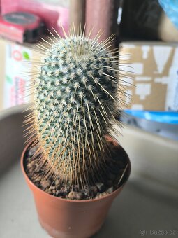 Kaktusy a sukulenty - 8