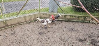 Kohouti (švédská květina) - 8