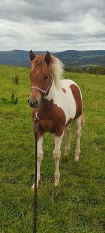 Prodám kobylku hříbě - 8