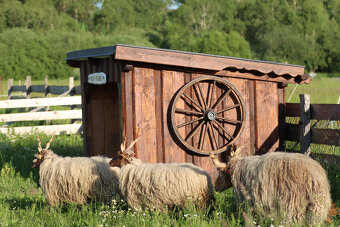 🏠 Prodáme černého berana spolu s nepříbuznou ovcí 🏠 - 8