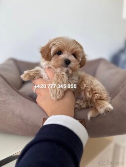 Maltipoo F1 caramel 3 měsíce 1500€‼️ Mimi - 8